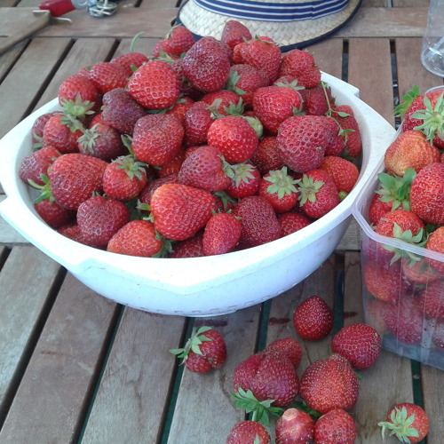 Save The Date: 12.07.2025 - Fachberatung Erdbeeranbau