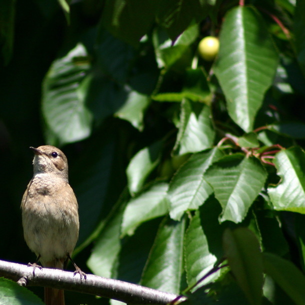 Save The Date: 20.09.2025 Fachberatung Steinobstgehölze