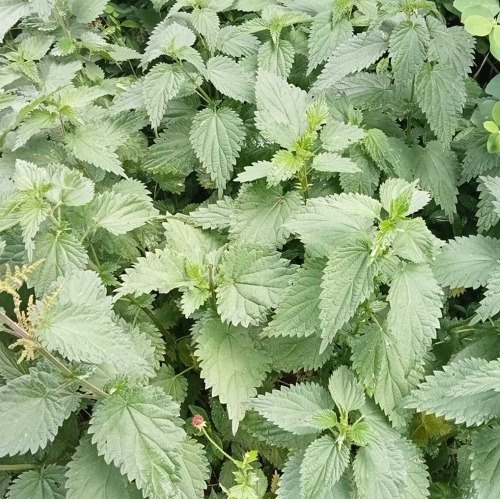 "Der Unkrautirrtum" im MDR Hörspiel "Figarinos Fahrradladen" 