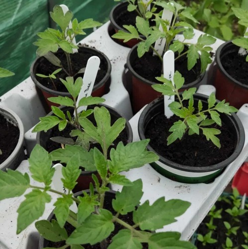 Veranstaltungshinweis: Pflanzenmarkt 01.05.2025 KGV Westheim e.V.